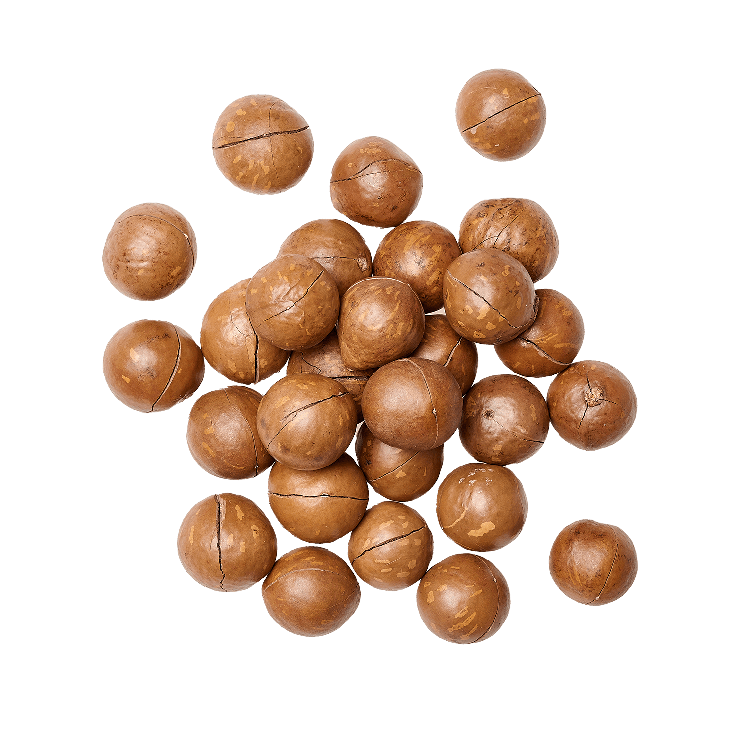 Macadamia coque Macadamia Gula 